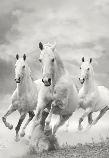 Running Horses B&W Photograph Home Decor Premium Quality Poster Print Choose Your Sizes