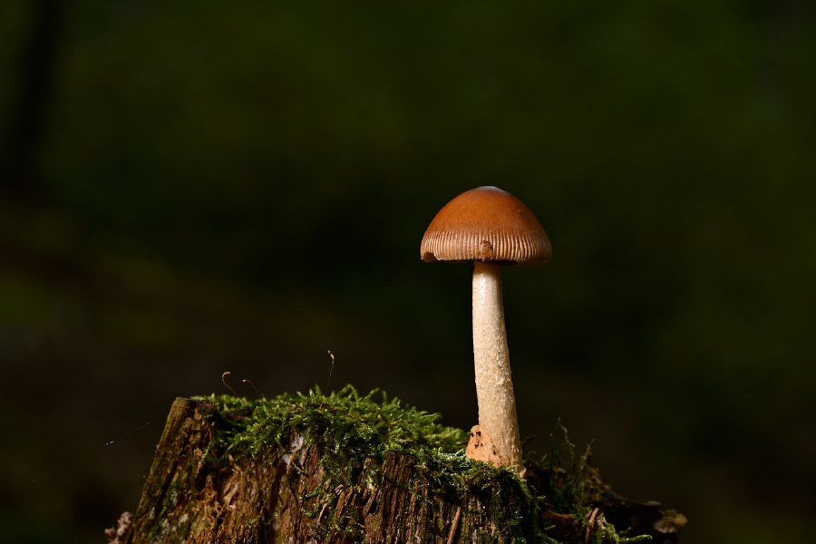 Mushroom Closeup Photograph Print 100% Australian Made