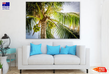 Palm Tree Closeup Photograph Print 100% Australian Made