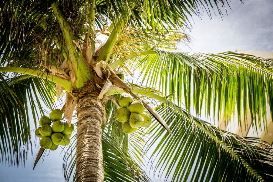 Palm Tree Closeup Photograph Print 100% Australian Made