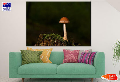 Mushroom Closeup Photograph Print 100% Australian Made