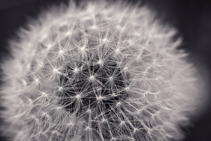 Dandelion Top View Closeup Photograph Print 100% Australian Made