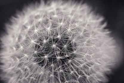 Dandelion Top View Closeup Photograph Print 100% Australian Made