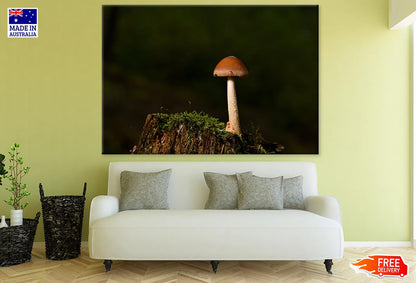 Mushroom Closeup Photograph Print 100% Australian Made