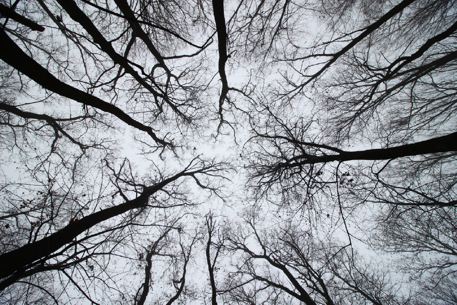 Below Trees B&W Photograph Print 100% Australian Made