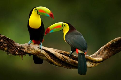 Toucan Birds Sitting on a Branch in the Forest Photograph Print 100% Australian Made