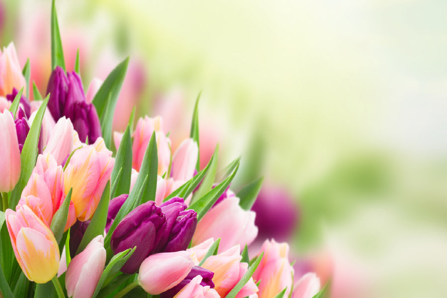 Pink & Maroon Tulip Flowers View Photograph Print 100% Australian Made