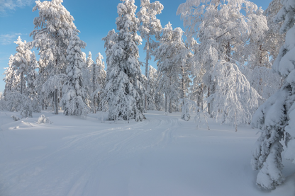 Snow Covered Trees Photograph Print 100% Australian Made