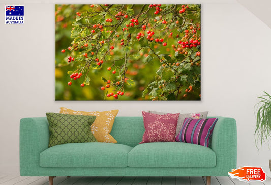 Red Berries Tree View Photograph Print 100% Australian Made