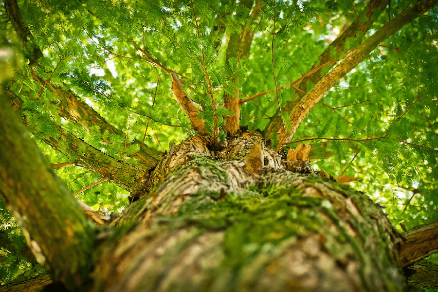 Moss on Tree Bark Closeup Photograph Print 100% Australian Made