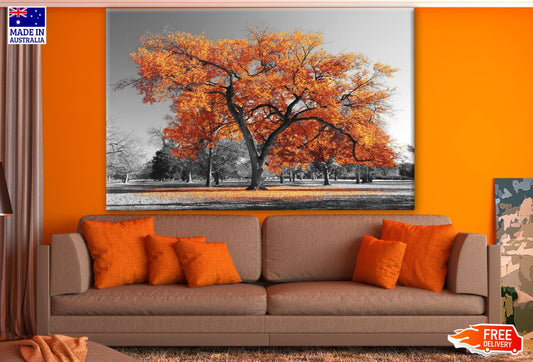 B&W Trees with Orange Leaves Photograph Print 100% Australian Made