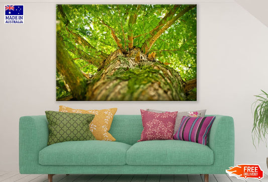 Moss on Tree Bark Closeup Photograph Print 100% Australian Made