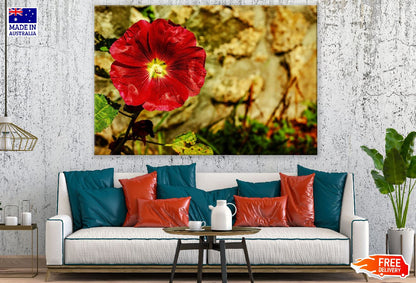 Red Hollyhock Flower Closeup Photograph Print 100% Australian Made