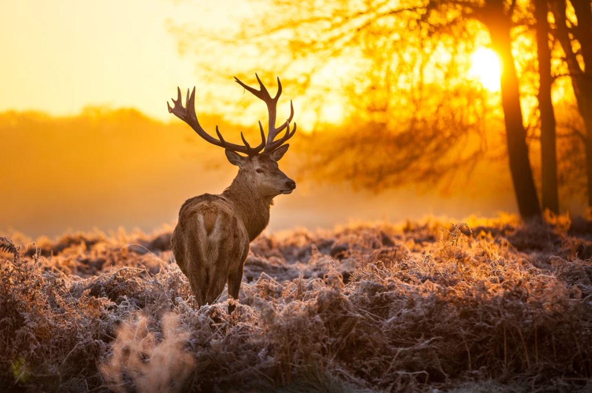 Deer on Flower Field Sunset Scenery Photograph Home Decor Premium Quality Poster Print Choose Your Sizes