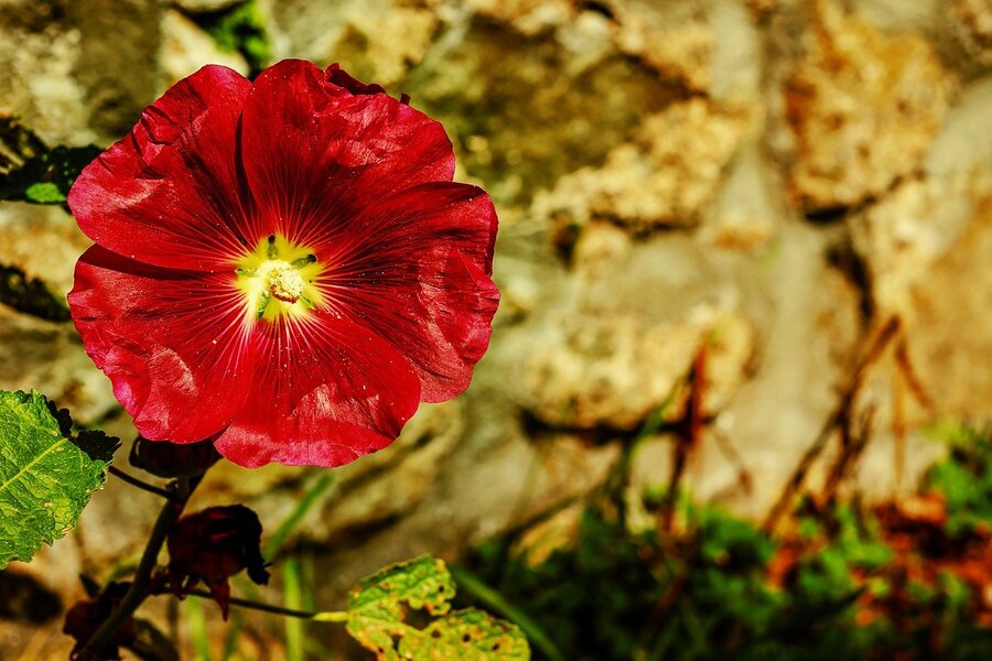 Red Hollyhock Flower Closeup Photograph Print 100% Australian Made