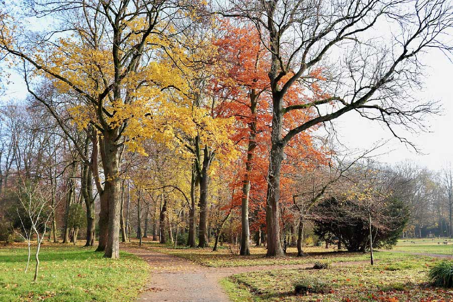 Autumn Trees in Field Photograph Print 100% Australian Made