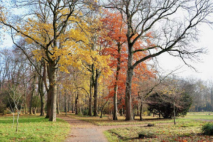 Autumn Trees in Field Photograph Print 100% Australian Made