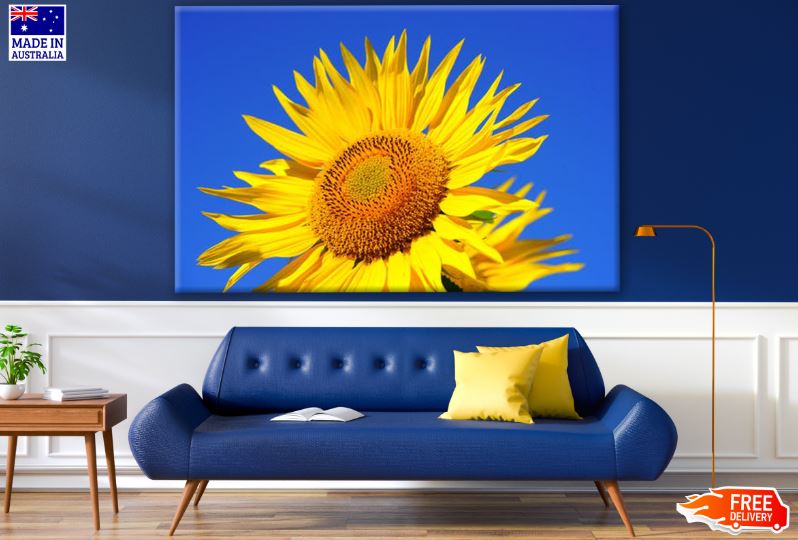 Sunflower Closeup Photograph Print 100% Australian Made