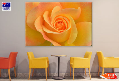 Orange Rose Flower Closeup Photograph Print 100% Australian Made