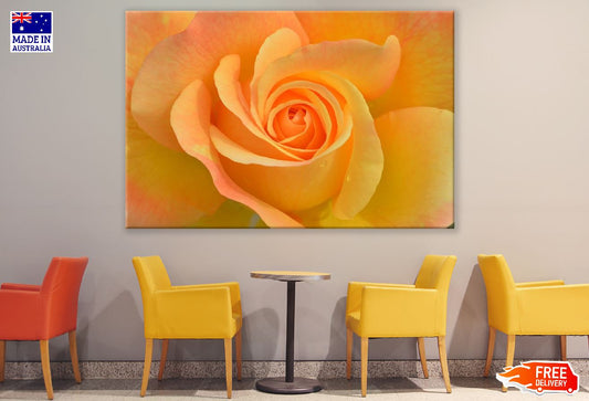 Orange Rose Flower Closeup Photograph Print 100% Australian Made
