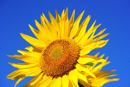 Sunflower Closeup Photograph Print 100% Australian Made