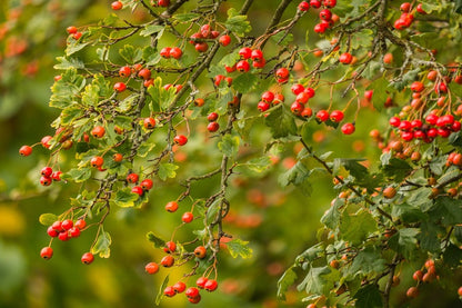 Red Berries Tree View Photograph Print 100% Australian Made