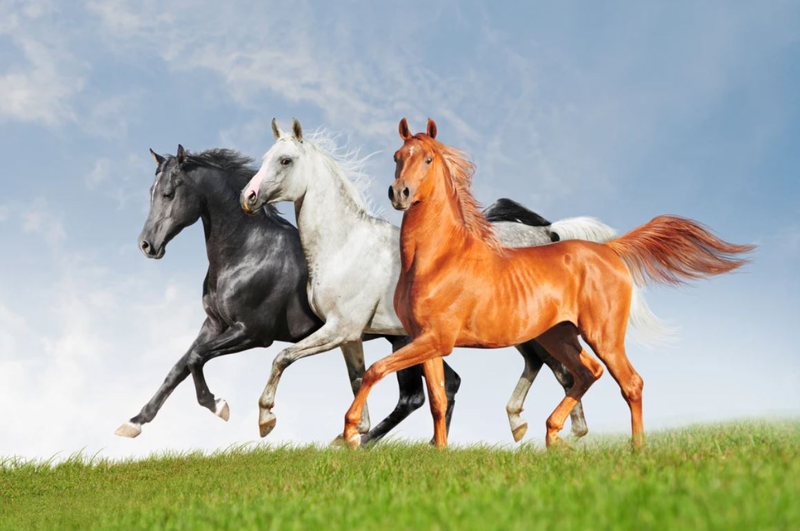 Running Horses Photograph Home Decor Premium Quality Poster Print Choose Your Sizes