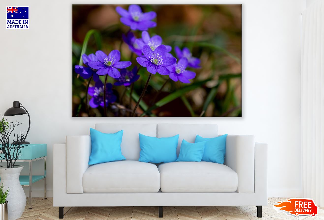 Blue Kidneywort Flower Closeup Photograph Print 100% Australian Made