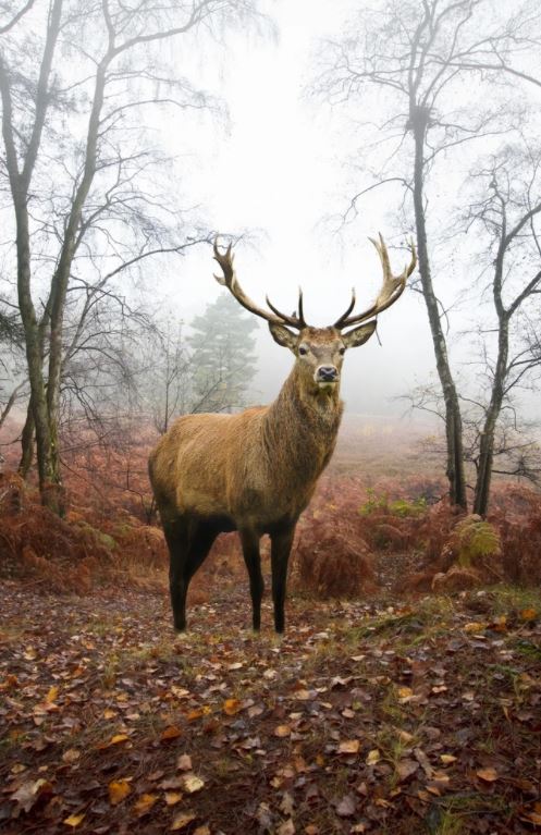 Deer in Forest Photograph Home Decor Premium Quality Poster Print Choose Your Sizes