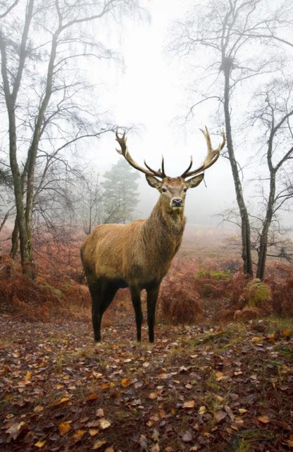 Deer in Forest Photograph Home Decor Premium Quality Poster Print Choose Your Sizes