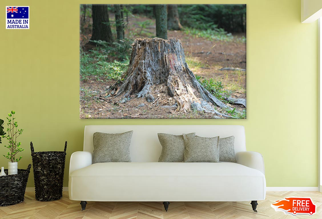 Tree Stump Closeup Photograph Print 100% Australian Made