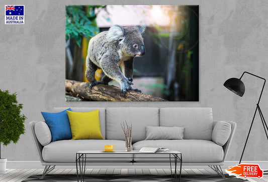 Koala Bear on Tree Branch View Photograph Print 100% Australian Made