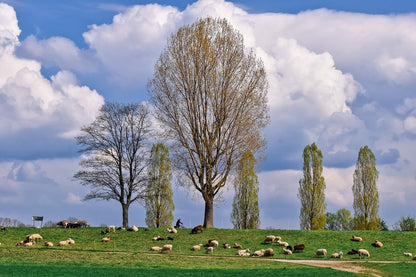 Sheep On The Grass Field With Big Trees Photograph Print 100% Australian Made