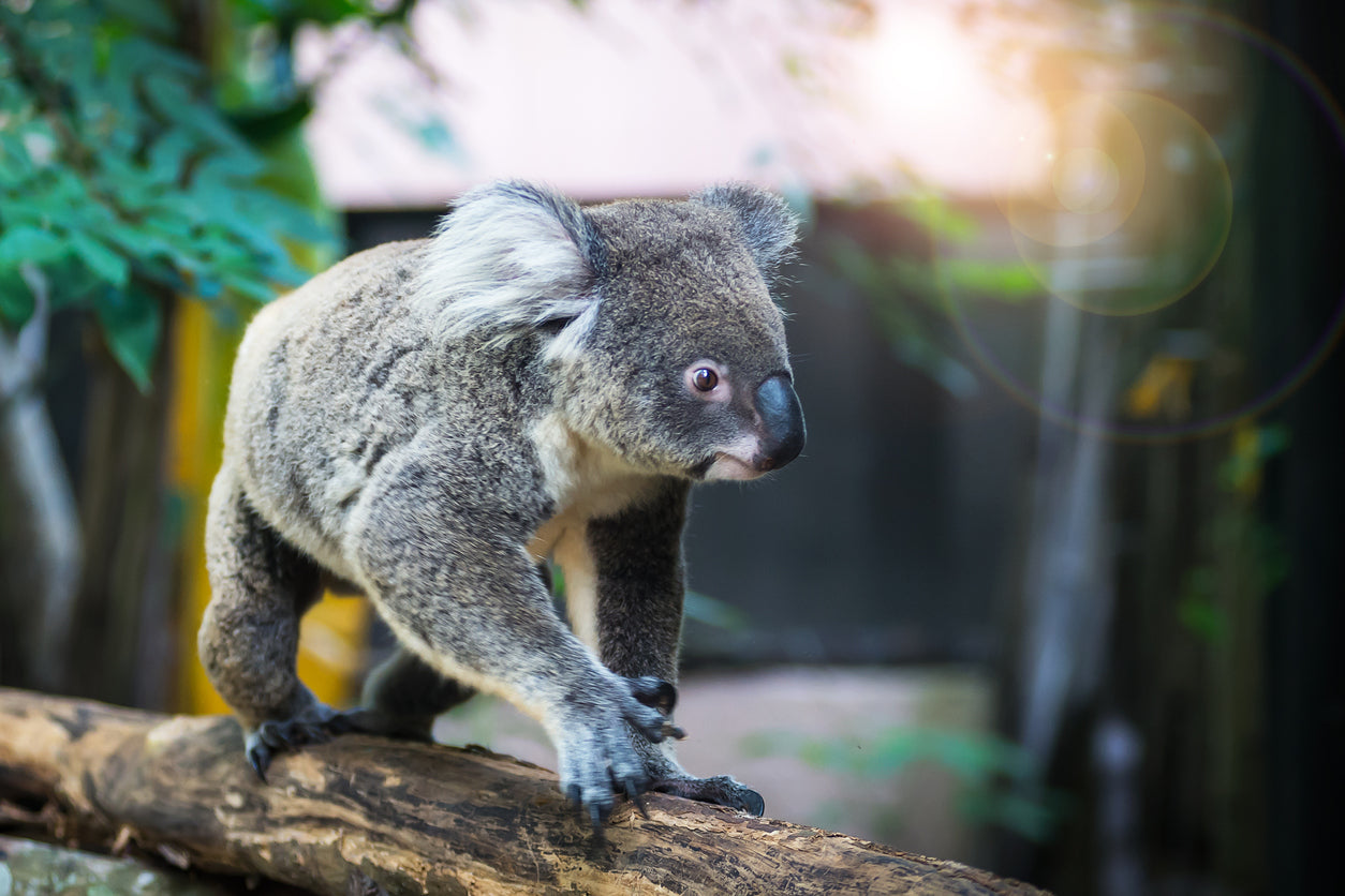 Koala Bear on Tree Branch View Photograph Print 100% Australian Made