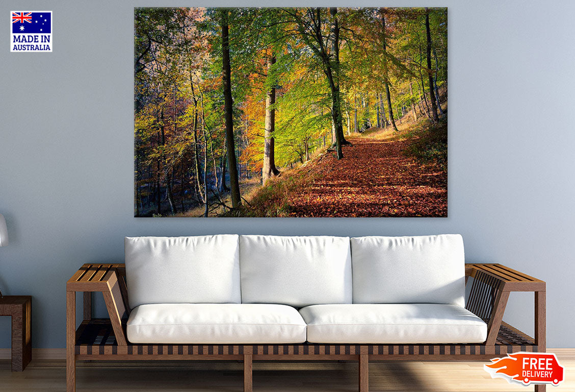 Autumn Forest Photograph Print 100% Australian Made