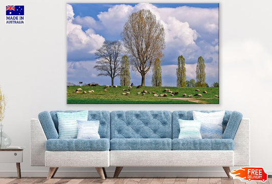 Sheep On The Grass Field With Big Trees Photograph Print 100% Australian Made