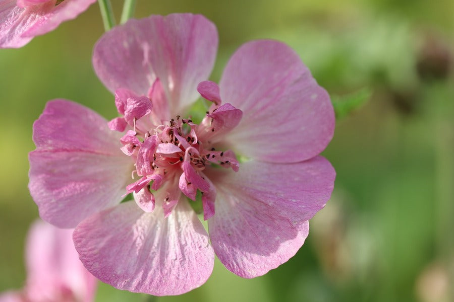 Pink Hollyhock Flower Closeup Photograph Print 100% Australian Made