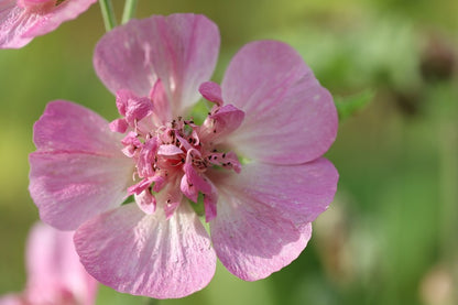 Pink Hollyhock Flower Closeup Photograph Print 100% Australian Made