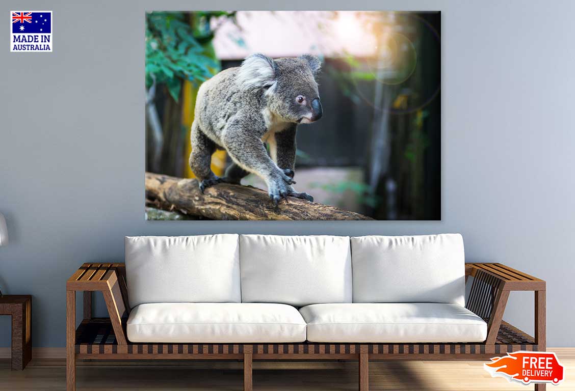 Koala Bear on Tree Branch View Photograph Print 100% Australian Made