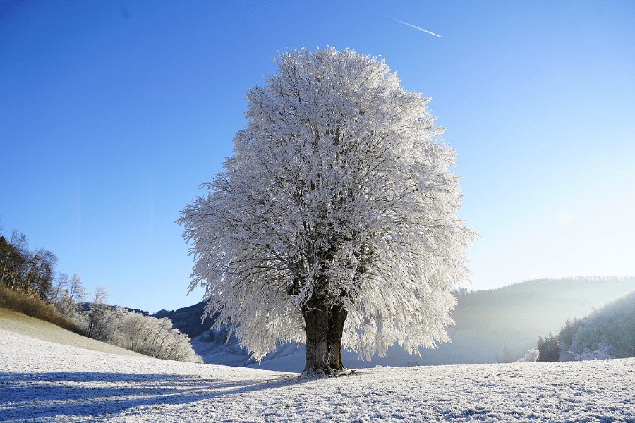 Snowing Tree Photograph Print 100% Australian Made