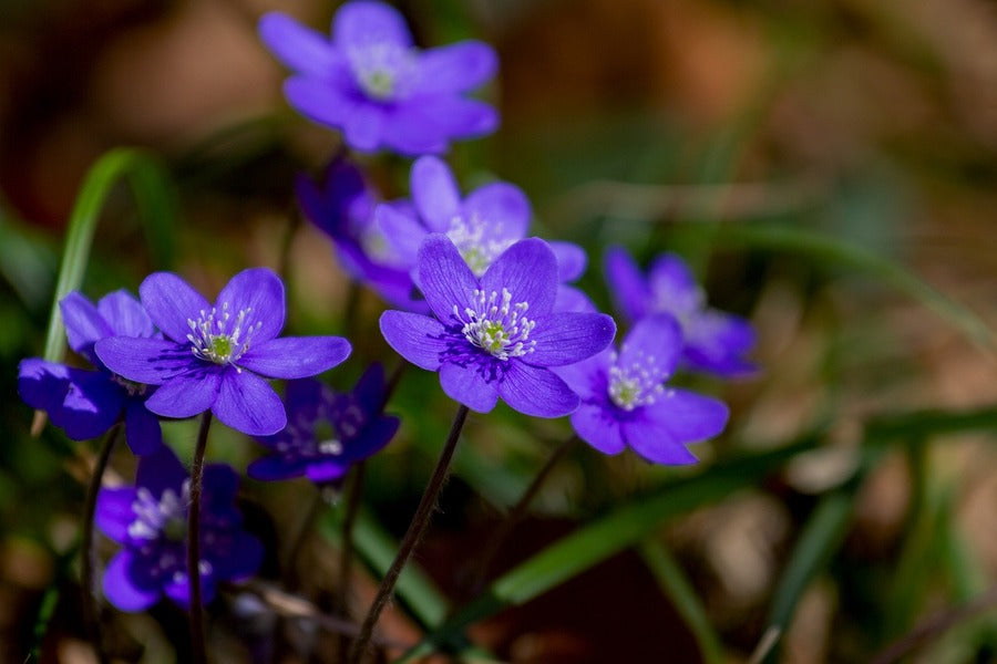 Blue Kidneywort Flower Closeup Photograph Print 100% Australian Made