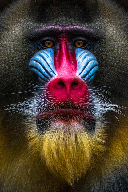 Colorful Baboon Closeup View Photograph Print 100% Australian Made