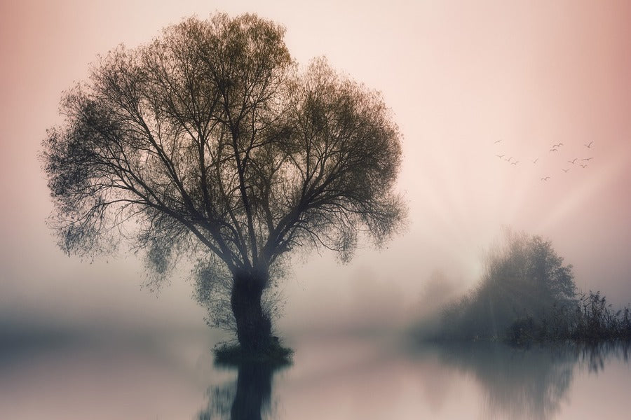 Trees On Lake View Photograph Print 100% Australian Made