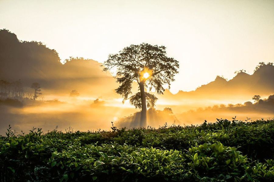 Tree Over Mountain Sunset Photograph Print 100% Australian Made