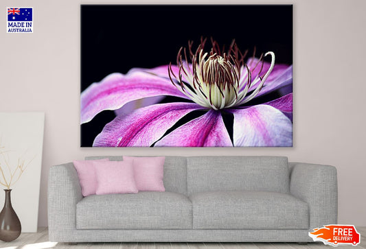 Pink Clematis Plant Flower Closeup Photograph Print 100% Australian Made