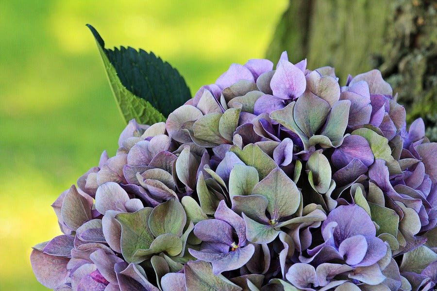 Purple Green Hydrangea Flower Closeup Photograph Print 100% Australian Made