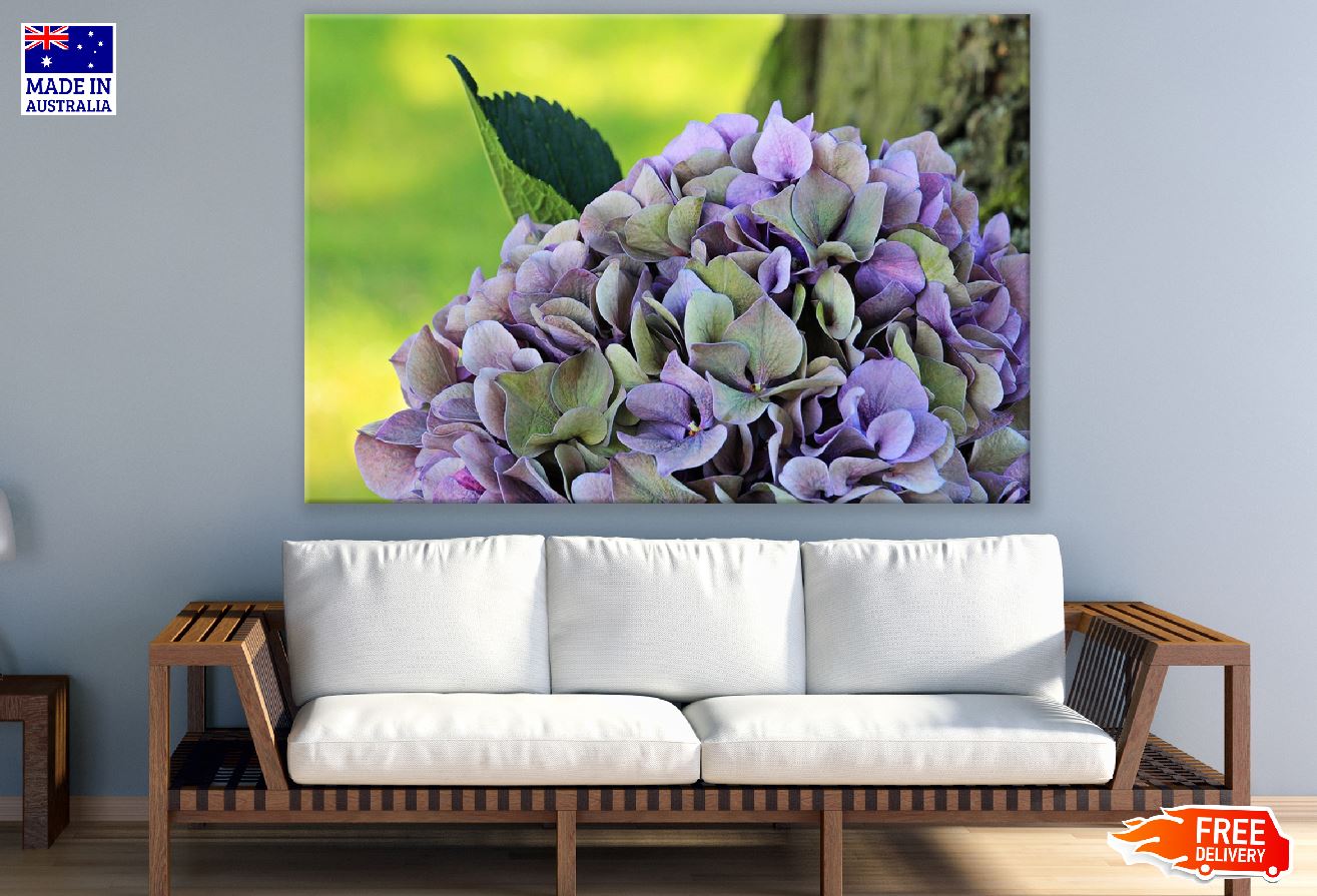 Purple Green Hydrangea Flower Closeup Photograph Print 100% Australian Made