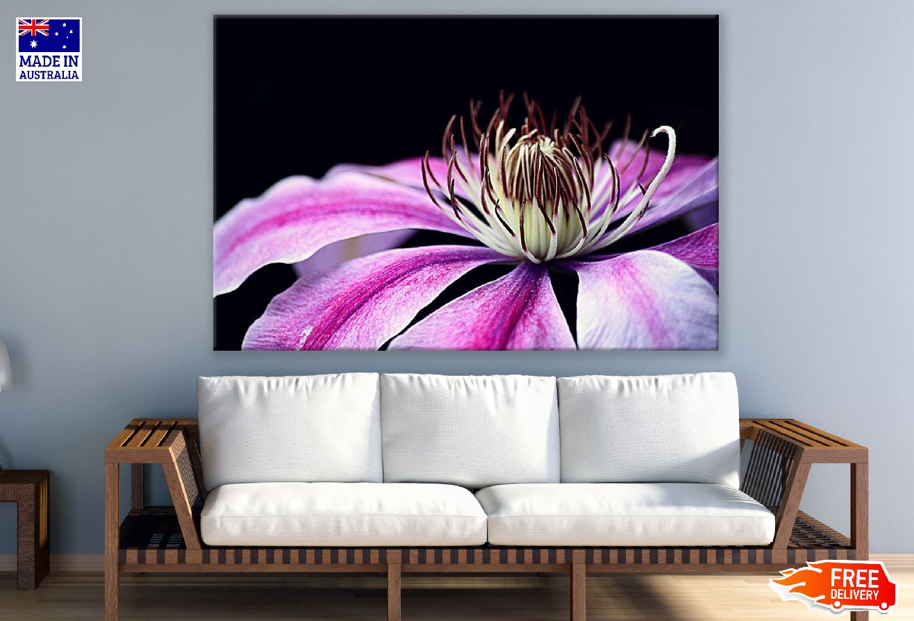 Pink Clematis Plant Flower Closeup Photograph Print 100% Australian Made
