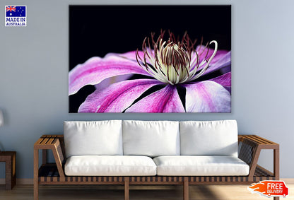 Pink Clematis Plant Flower Closeup Photograph Print 100% Australian Made