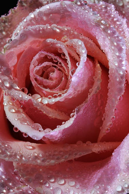 Rose Flower Closeup Photograph Print 100% Australian Made